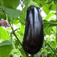 Любовницу. Киев Спортсмен 27, член 21, с местом – Фото 1