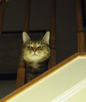 Ищу девушку  – Фото 1