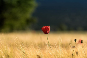 Только оральные ласки, и никакого секса! – Фото 1