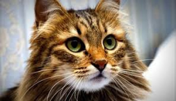 Ищу партнершу – Фото 1