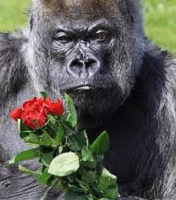 Шикарні для тебе квіти та у ресторан! – Фото 1